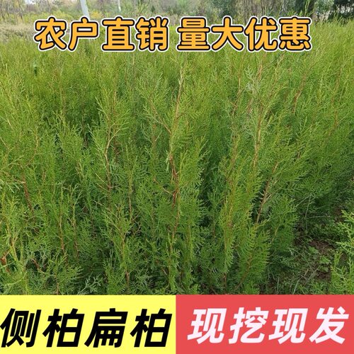 侧柏苗侧柏树苗侧柏叶树扁柏圆柏松树头发树苗松柏塔柏墓地松柏苗
