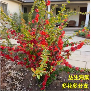 海棠花盆栽树苗盆景铁杆海棠庭院绿植物四季花卉开花好养易活