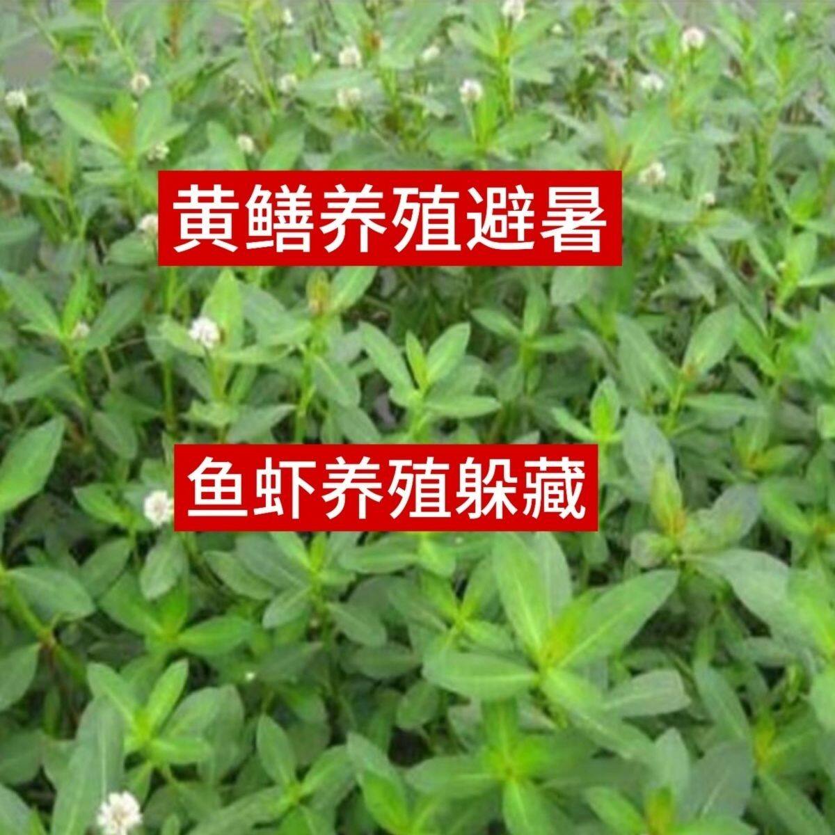 水花生种根鱼塘养鱼虾蟹池塘养殖水草苗水生植物改善水质植物野生