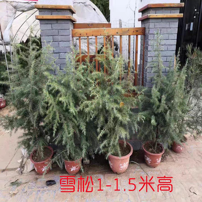 雪松树苗 雪松小苗盆栽地栽雪松工程绿化苗南方北方种植四季常青