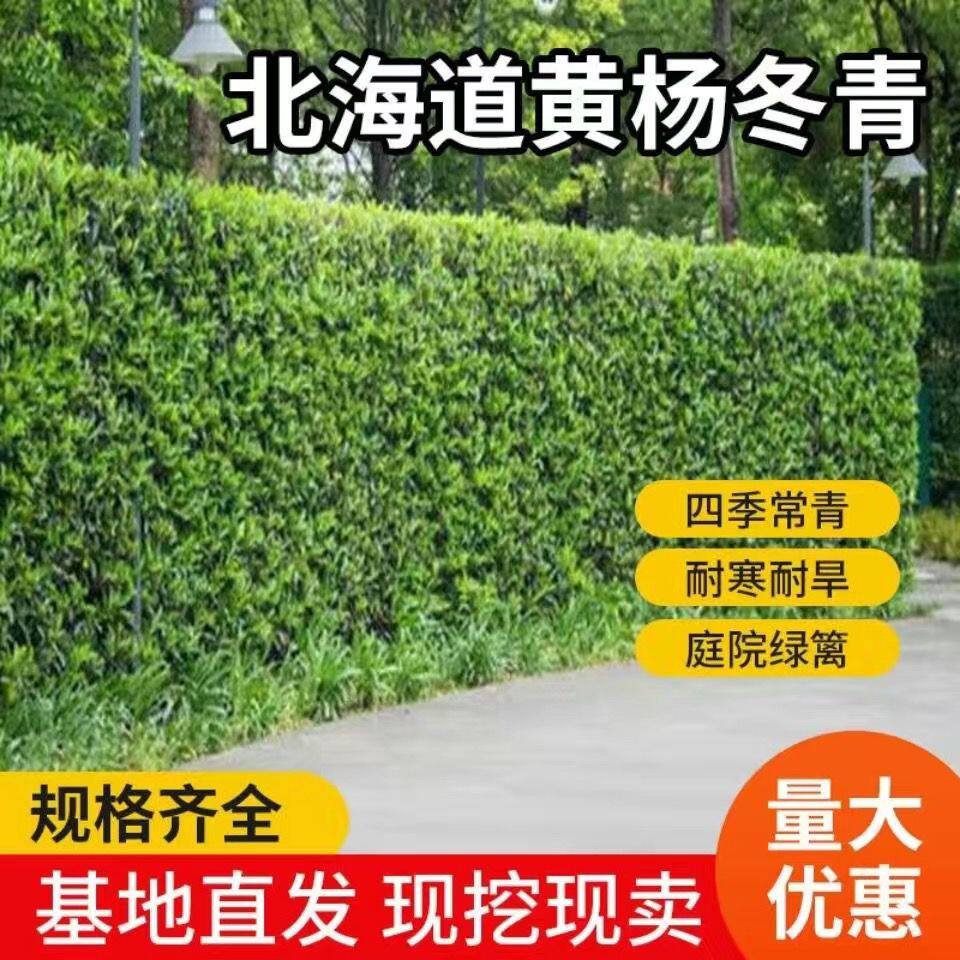 围墙篱笆植物大叶北海道黄杨苗冬青树苗四季常青耐寒庭院绿篱树苗