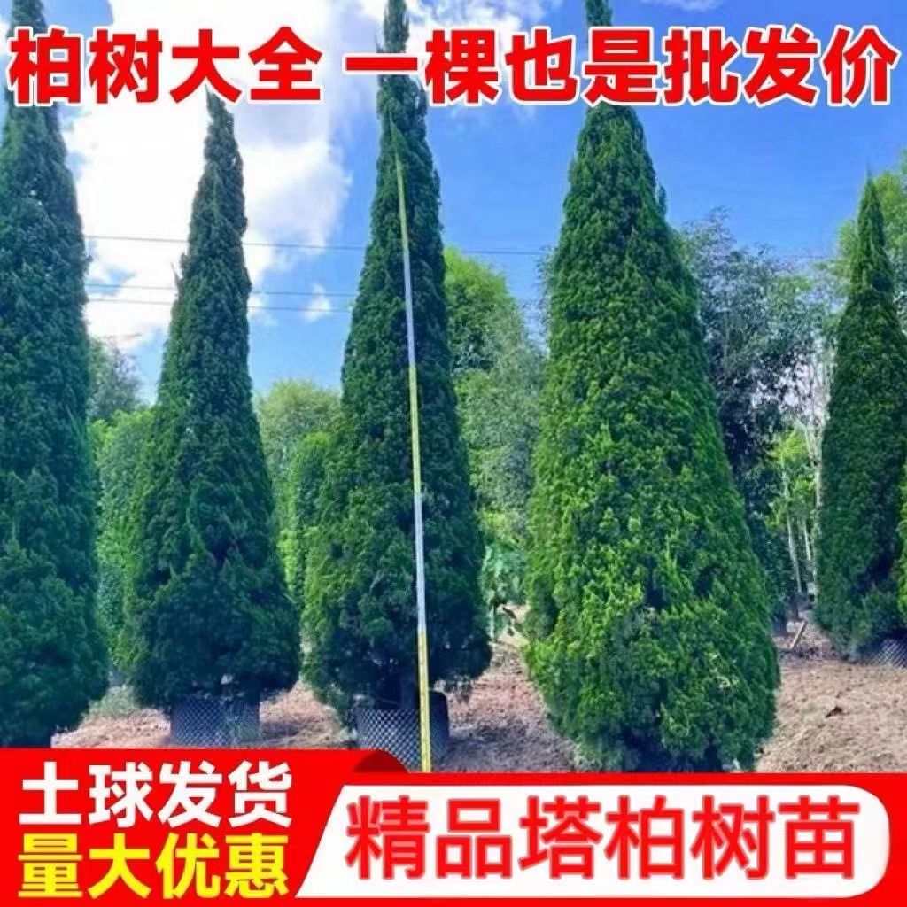 松柏树苗 柏树苗 松树苗塔柏树苗龙柏树苗侧柏扁柏植物节塔松圆柏