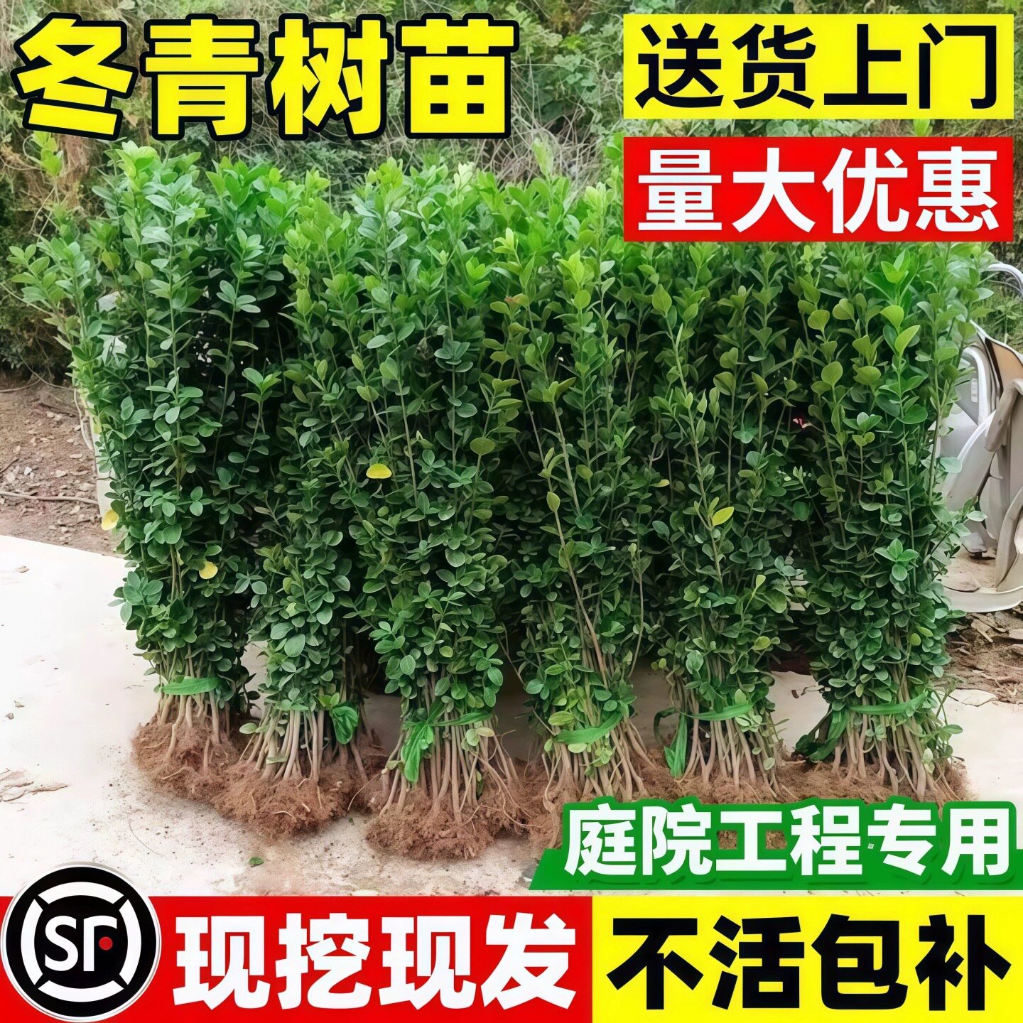 冬青四季耐寒庭院别墅篱笆苗