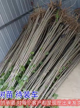 速生白杨树苗107大叶白杨树苗3804无絮杨植树造林扦插苗绿化树苗
