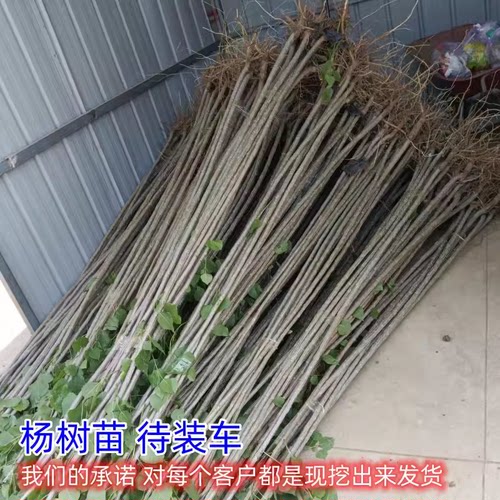 速生白杨树苗107大叶白杨树苗3804无絮杨植树造林扦插苗绿化树苗