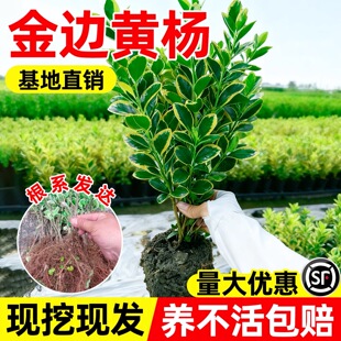 金边黄杨树苗庭院绿化苗木四季常青耐寒好养活观叶篱笆常绿树