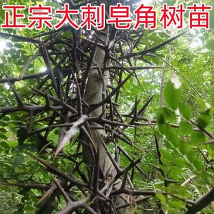 皂角树苗皂荚树大刺皂角苗南北方种植满树刺当篱笆墙包邮保活