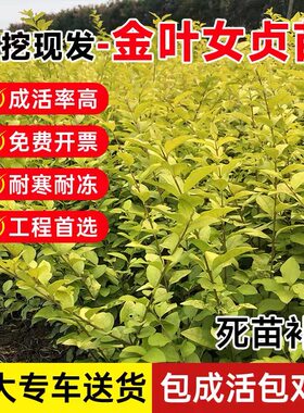庭院绿化树苗金叶女贞四季长青