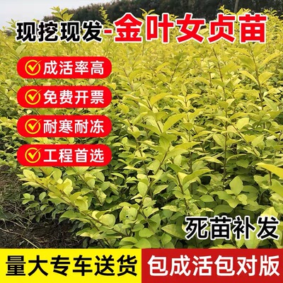 庭院绿化树苗金叶女贞四季长青