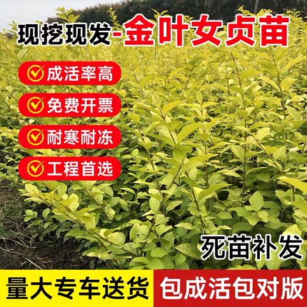 金叶女贞树苗金森女贞苗小叶女贞苗庭院绿篱绿化四季长青工程树苗