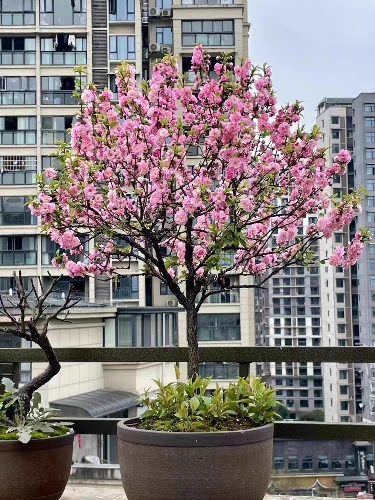 庭院观花植物花卉梅花苗嫁接重瓣大花榆叶梅苗风景树