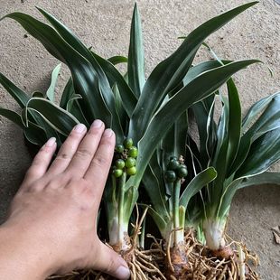 乔迁新婚万年青金边中华万年青盆栽绿植室内家居阳台四季常青