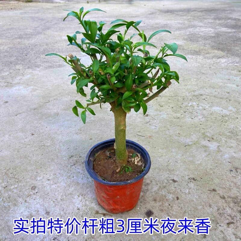 夜来香花树苗夜来香盆栽花卉植物桌面绿植