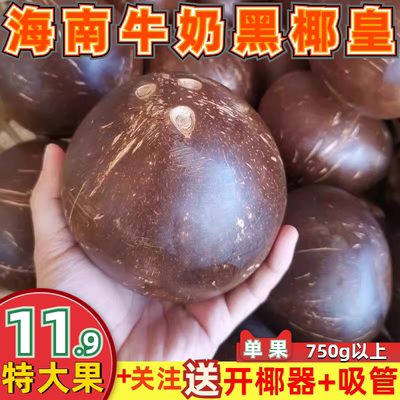 椰皇特大海南椰子孕妇水果汁水多