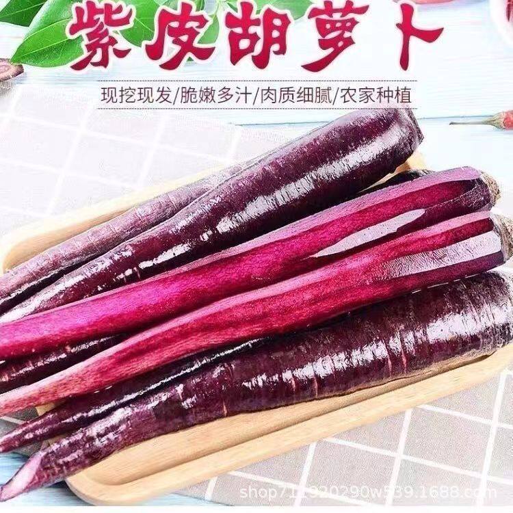 四季紫色红萝卜种子紫皮紫心胡萝卜种子四季特色蔬菜农家自种种子