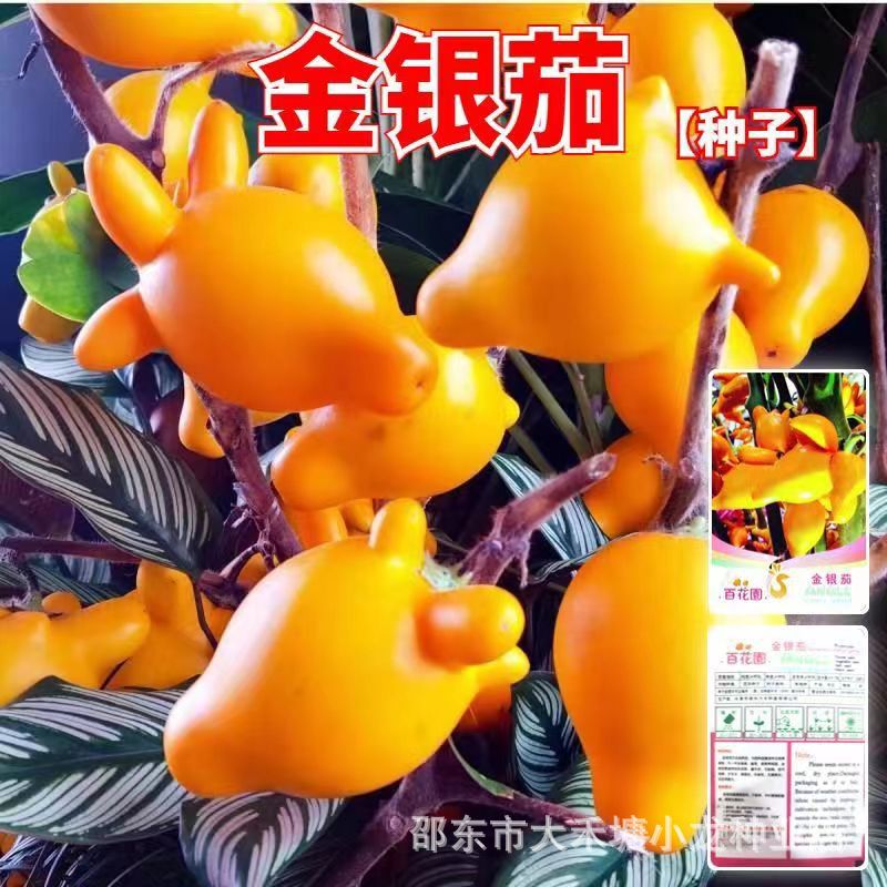 金银茄种子乳茄种子五指茄种籽观赏盆栽五代同堂黄金果春季四季