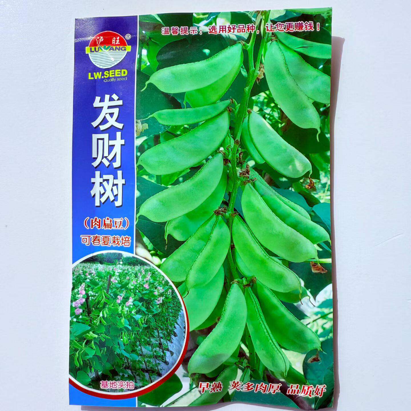 发财树早熟扁豆种子春扁一号肉扁豆种子蔬菜种籽庭院峨嵋豆种子