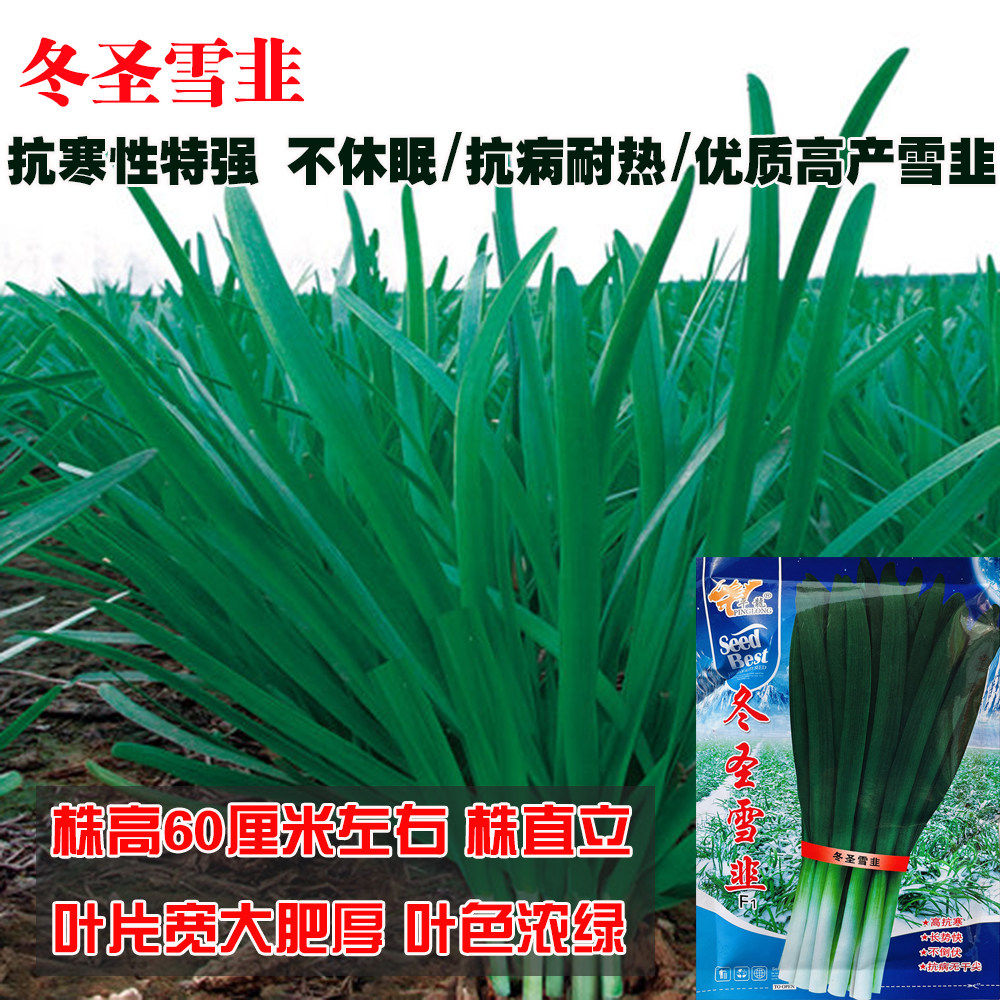 不休眠韭菜种子冬圣雪韭特耐寒高产河南宽叶白根韭菜种籽韭菜种籽