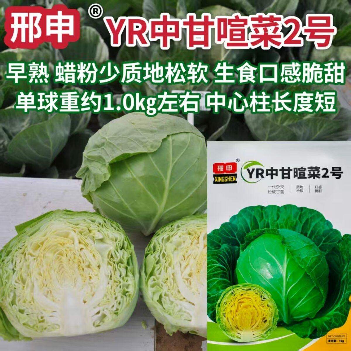 YR中甘暄菜2号甜脆黄心甘蓝种子春秋种植口感好耐裂早熟包菜种子