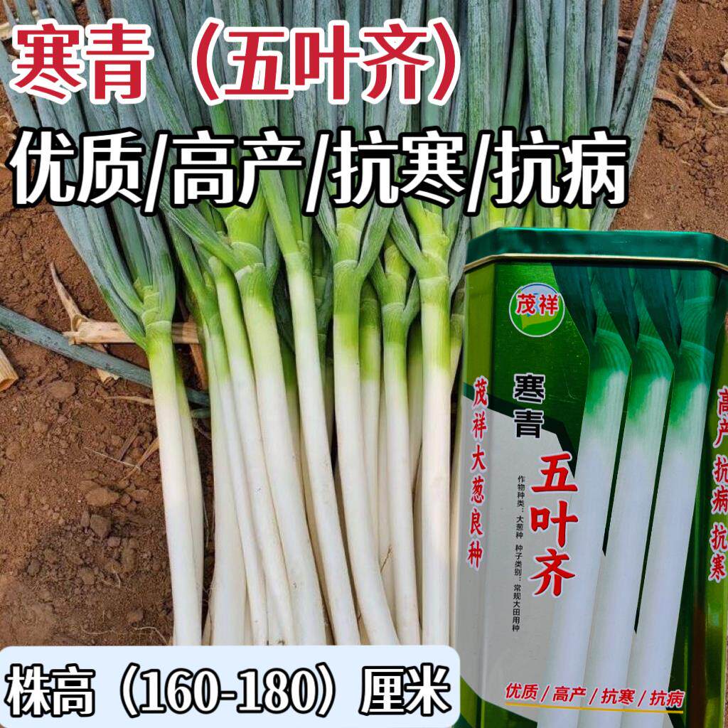 寒青五叶齐大葱种子白根宽叶大葱种子耐寒抗病高产大葱种子蔬菜种