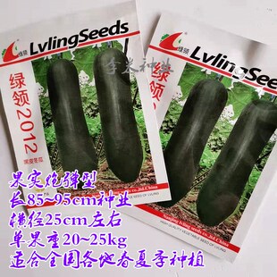 特大种子好冬瓜盟主贮运黑冬瓜夏秋季种籽孑特黑播蔬菜耐春种高产