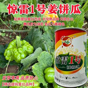 惊雷1号姜柄瓜种子蔓生扁圆形姜柄瓜种子七叶瓜嫩南瓜绿菜瓜种子