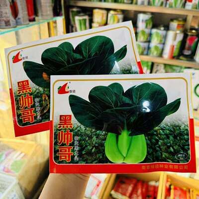 绿领黑帅哥黑叶菜种子株型直立紧凑束腰叶片黑绿耐热耐寒耐湿蔬菜