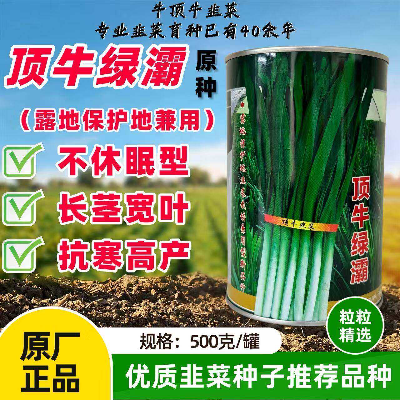 顶牛绿灞韭菜种子大棚内不休眠冬季韭菜籽抗寒抗病大宽叶韭菜种籽