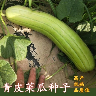 老品种青皮菜瓜种籽腌制炒菜四季田园高产可生吃菜瓜种子蔬菜种孑