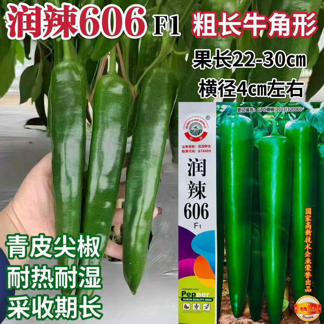 苏润润辣606青皮尖椒种子粗长牛角型辣椒种子春秋耐热耐湿大青椒