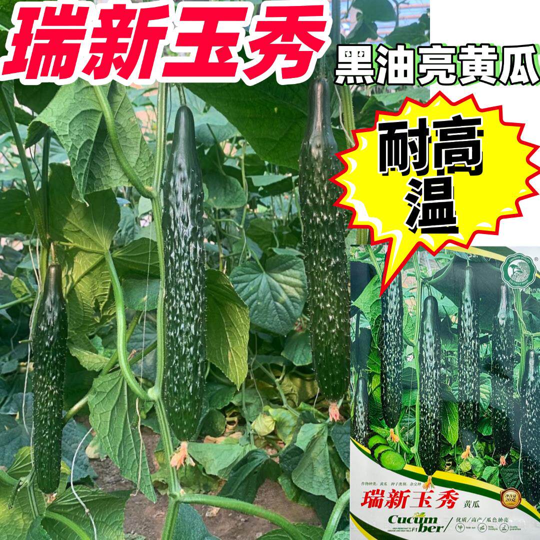 瑞新玉秀黄瓜密刺青瓜种子油亮型抗病甜脆春秋耐热绿肉青瓜品种子