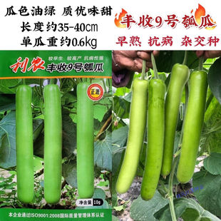 利农丰收9号瓠瓜种子瓜色油绿抗病新品种杂交特长瓠子瓜种子味甜