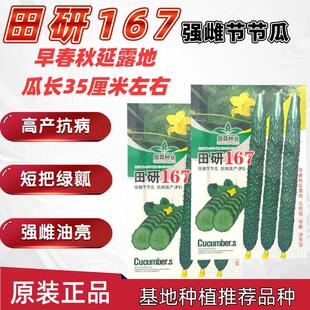 田研167强雌节节瓜种子高产抗病耐热耐寒春秋播农家菜园基地种植