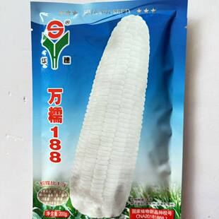 万糯188甜加糯白糯玉米种籽大棒高产大田用鲜食玉米春秋播两季播