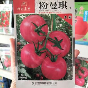 粉曼琪番茄种子无限生长型大果大红番茄硬果西红柿种籽蔬菜种孑孓