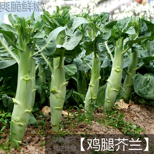 甜脆鸡腿芥蓝种子粗条籽芥兰广东四季菜籽大菜秋季蔬菜种籽孑菜种