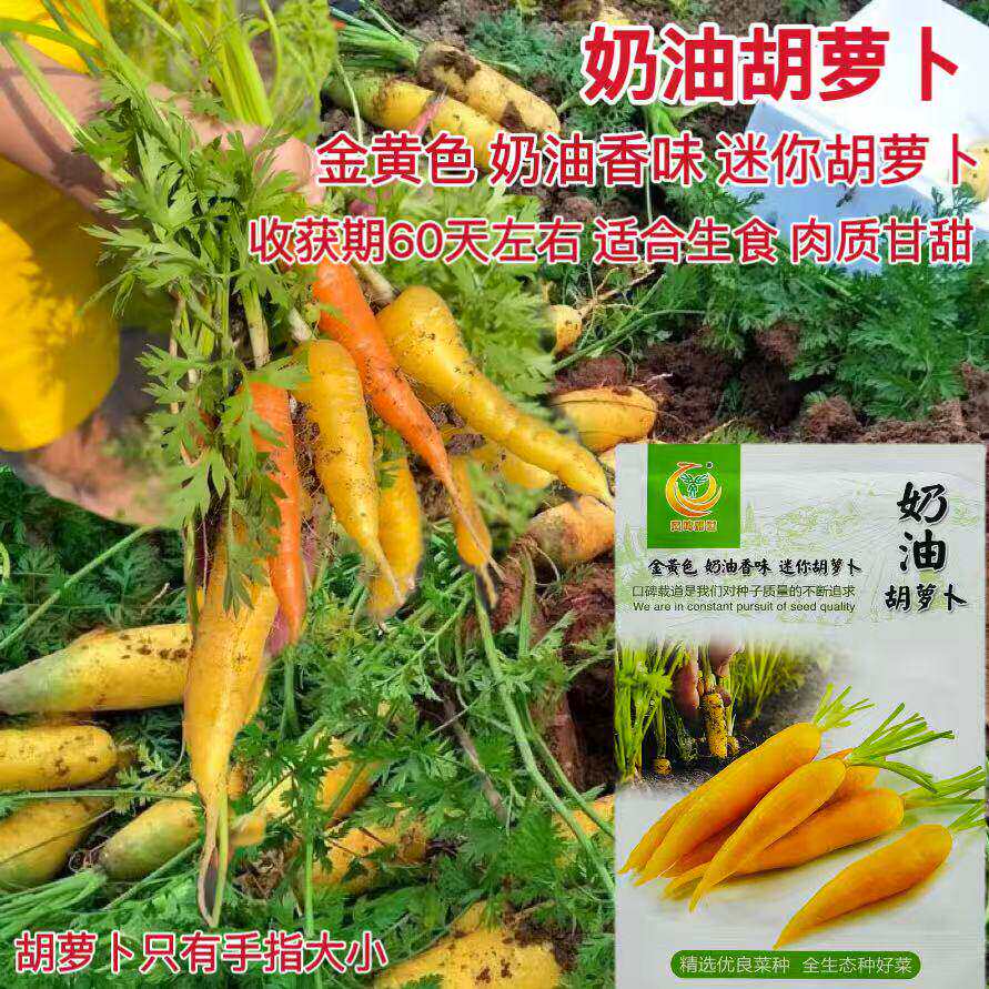 奶油胡萝卜种子黄色手指大小胡萝卜种籽色泽鲜艳口感脆甜春秋蔬菜