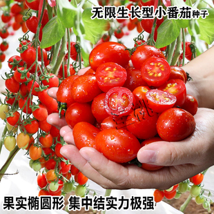 樱桃番茄千禧圣女果种子苗子蔬菜孑四季种植盆栽庭院阳台蕃茄春天