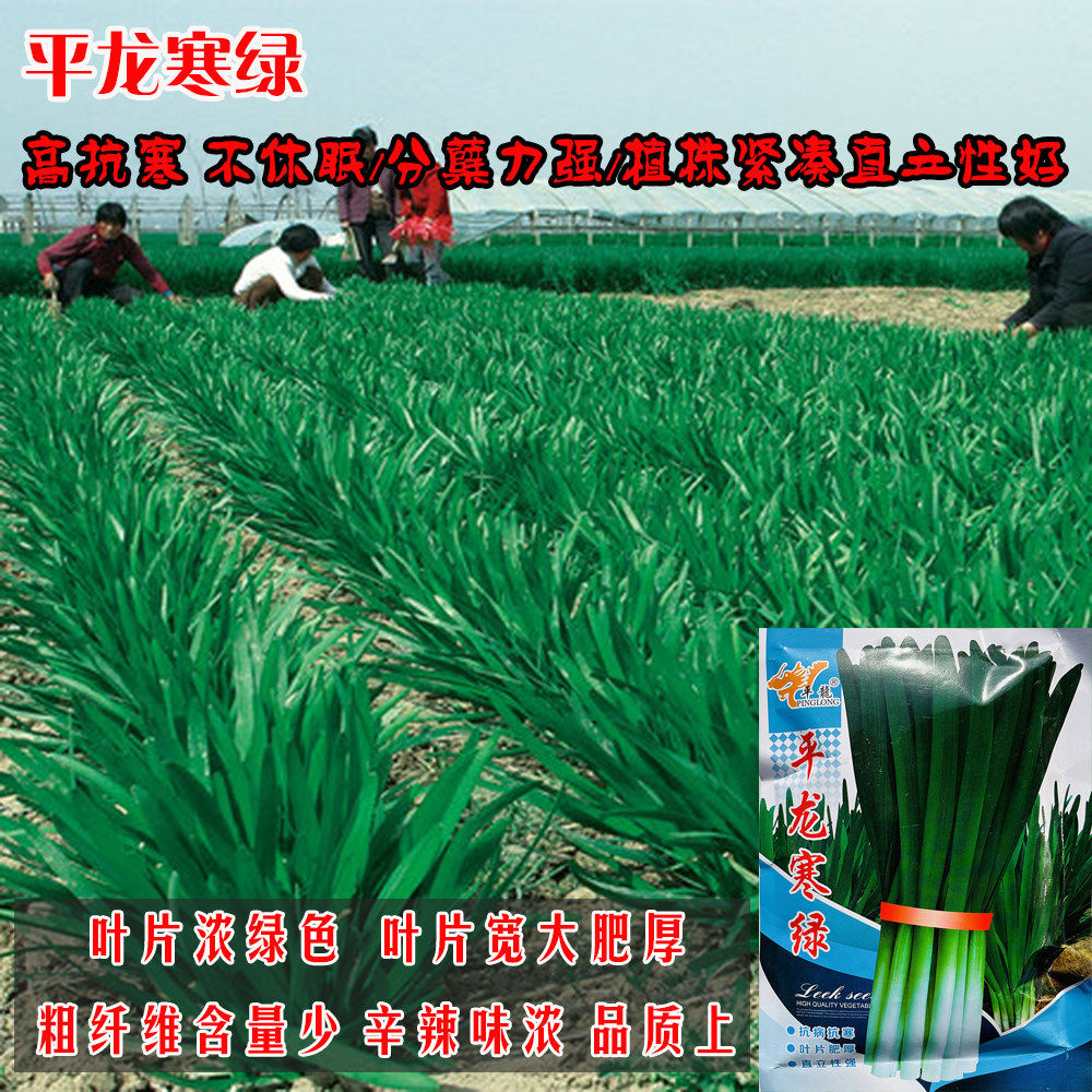 平龙寒绿韭菜种子耐寒高产抗倒伏不休眠多刀收割白根宽叶韭菜种籽