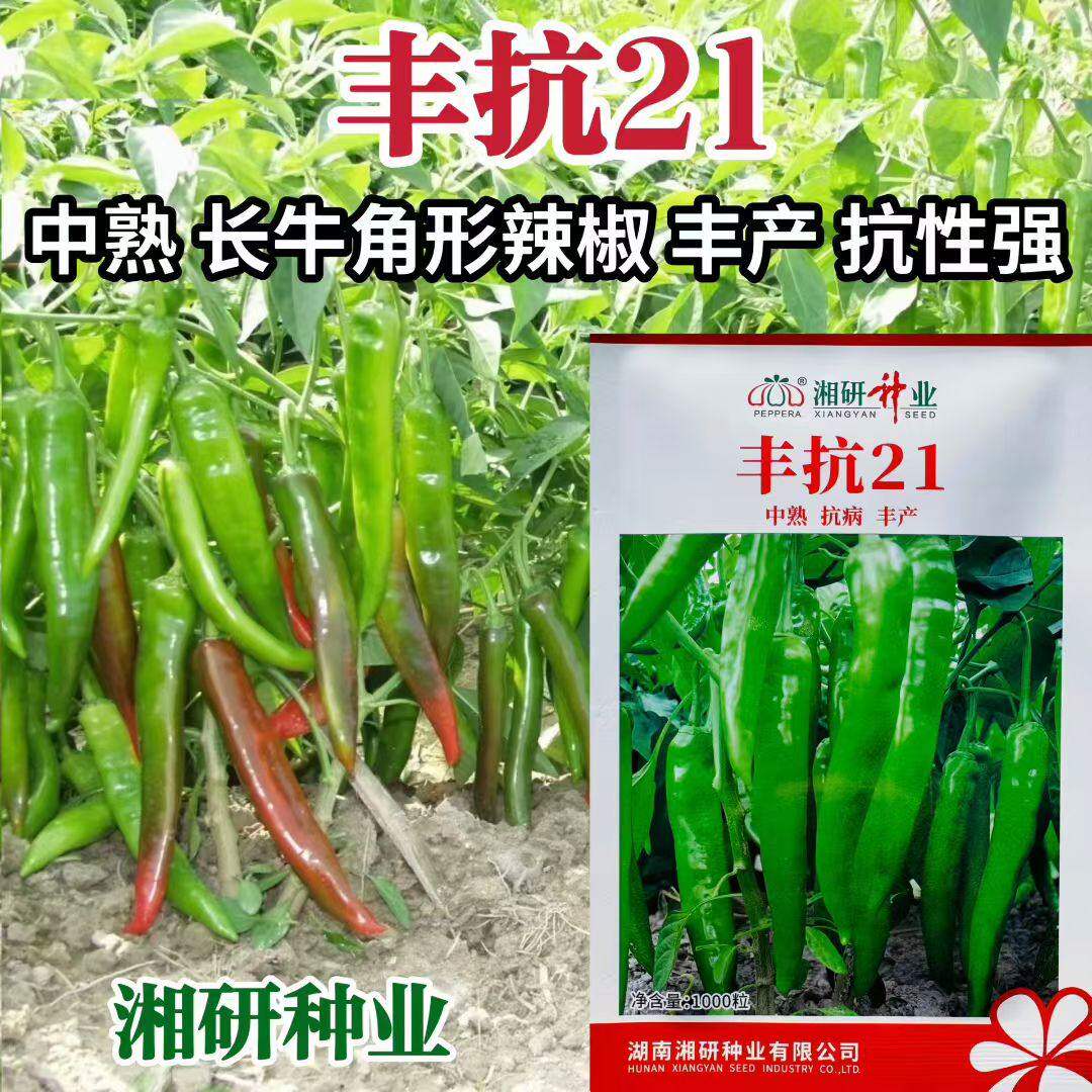 湘研丰抗21中熟长牛角形辣椒种子 坐果集中 抗逆性强耐热耐旱丰产