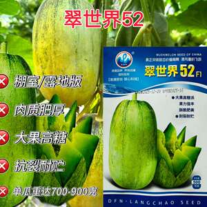 浪潮翠世界52甜瓜种子中熟皮薄果肉青绿色细脆酥香甜多汁抗病高产