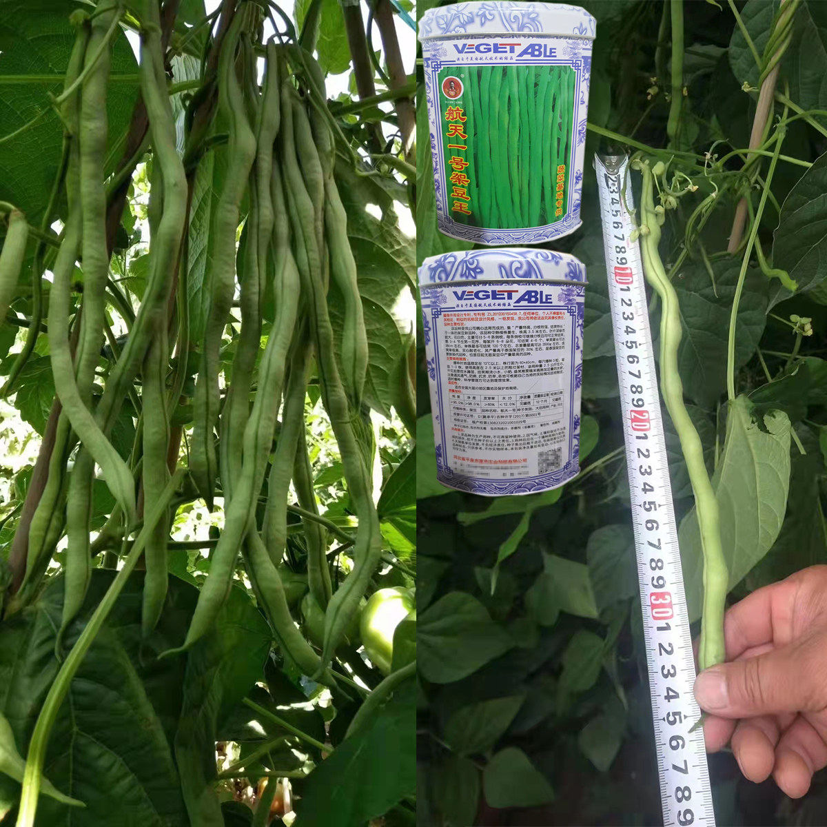 航天一号无筋架豆王种子结荚率高耐老化抗涝耐旱大田基地豆角种孑
