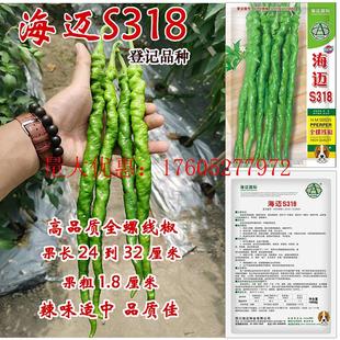 海迈S318辣椒种子长果全螺丝线椒辣节间短味适中抗性强大田用种孑