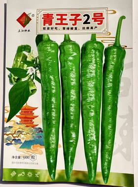 青王子2号早熟小牛角椒软皮椒种子果色亮绿顺直抗病高产春秋种植