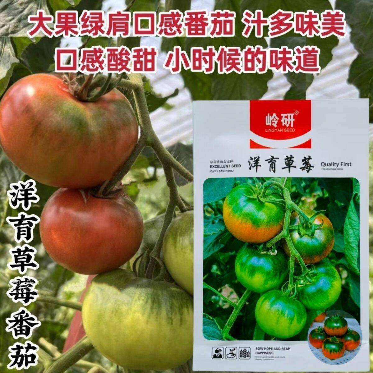 洋育青甜草莓番茄种子大果绿肩口感番茄汁多味美酸甜农家菜园基地