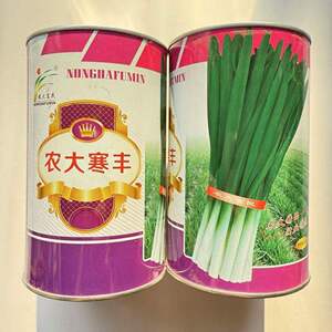 农大寒丰韭菜种子速生直立韭菜籽叶片深绿抗寒抗病不休眠韭菜种子