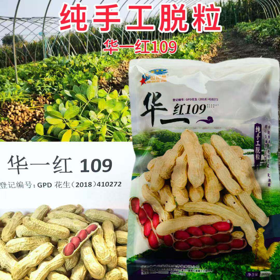 华一红109四粒红花生种子抗旱红皮花生种子高产早熟净含量500克