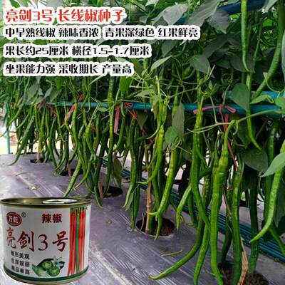 亮剑3号线椒种子浓辣线椒种薄皮辣椒种子采收期长高产香辣线椒籽
