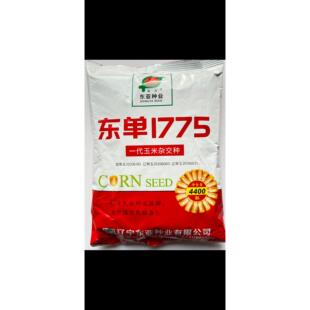 东单1775玉米种子国审原厂高产稳产耐高温抗病抗倒优质苞谷种