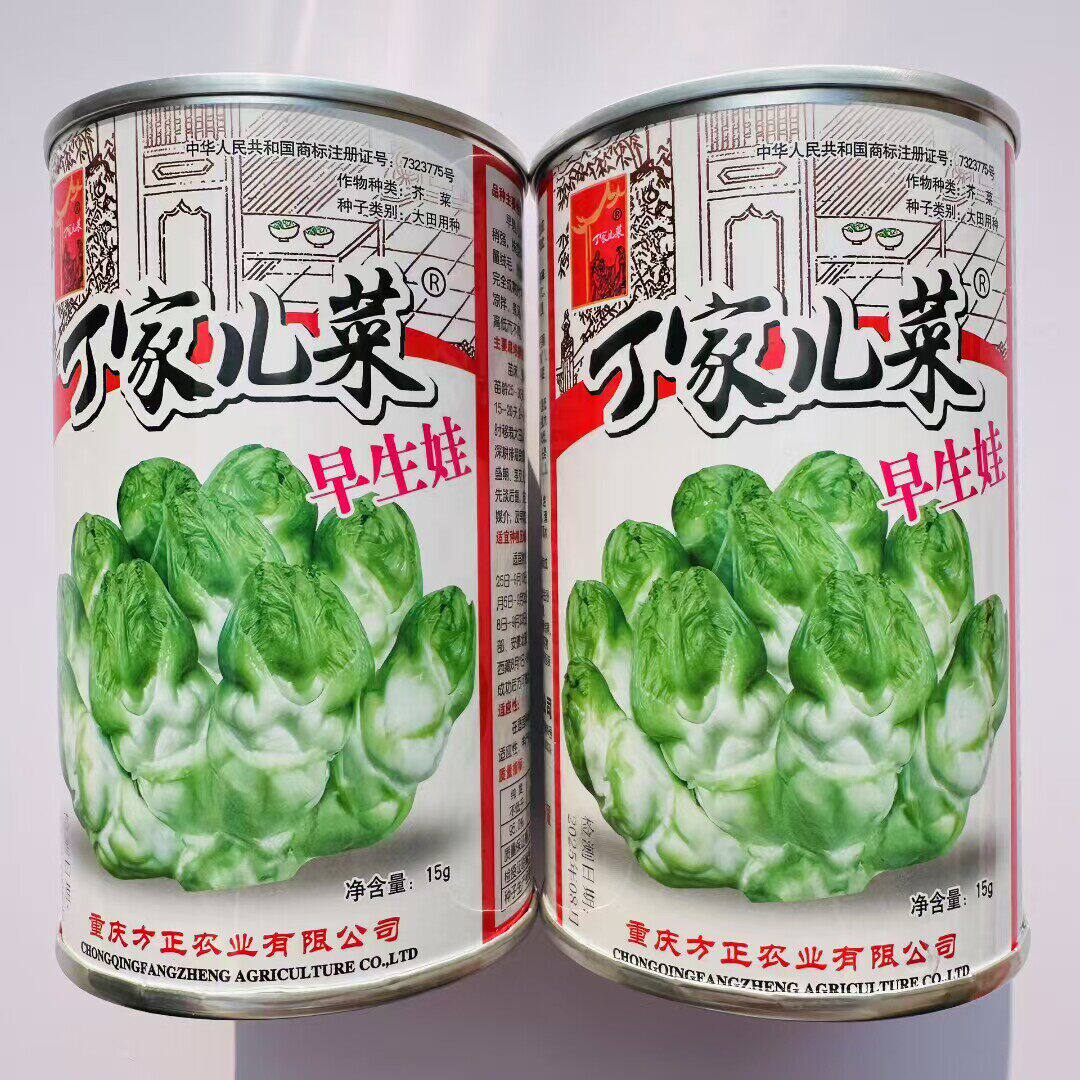 丁家儿菜早生娃儿菜种子大田基地种植早熟儿大娃娃菜抱子菜芥菜籽